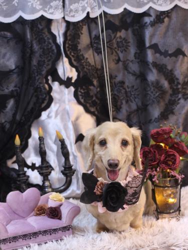 20231001グラちゃん